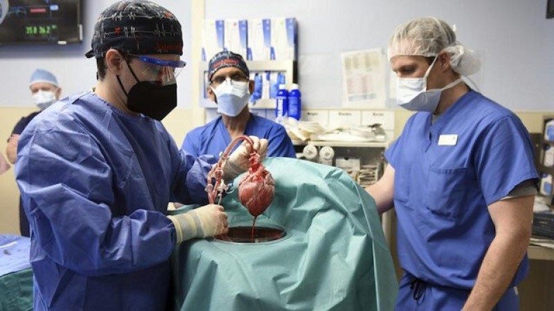 Tıp tarihinde bir ilk: Bir hastaya ineğin kalp kapakçıkları nakledildi