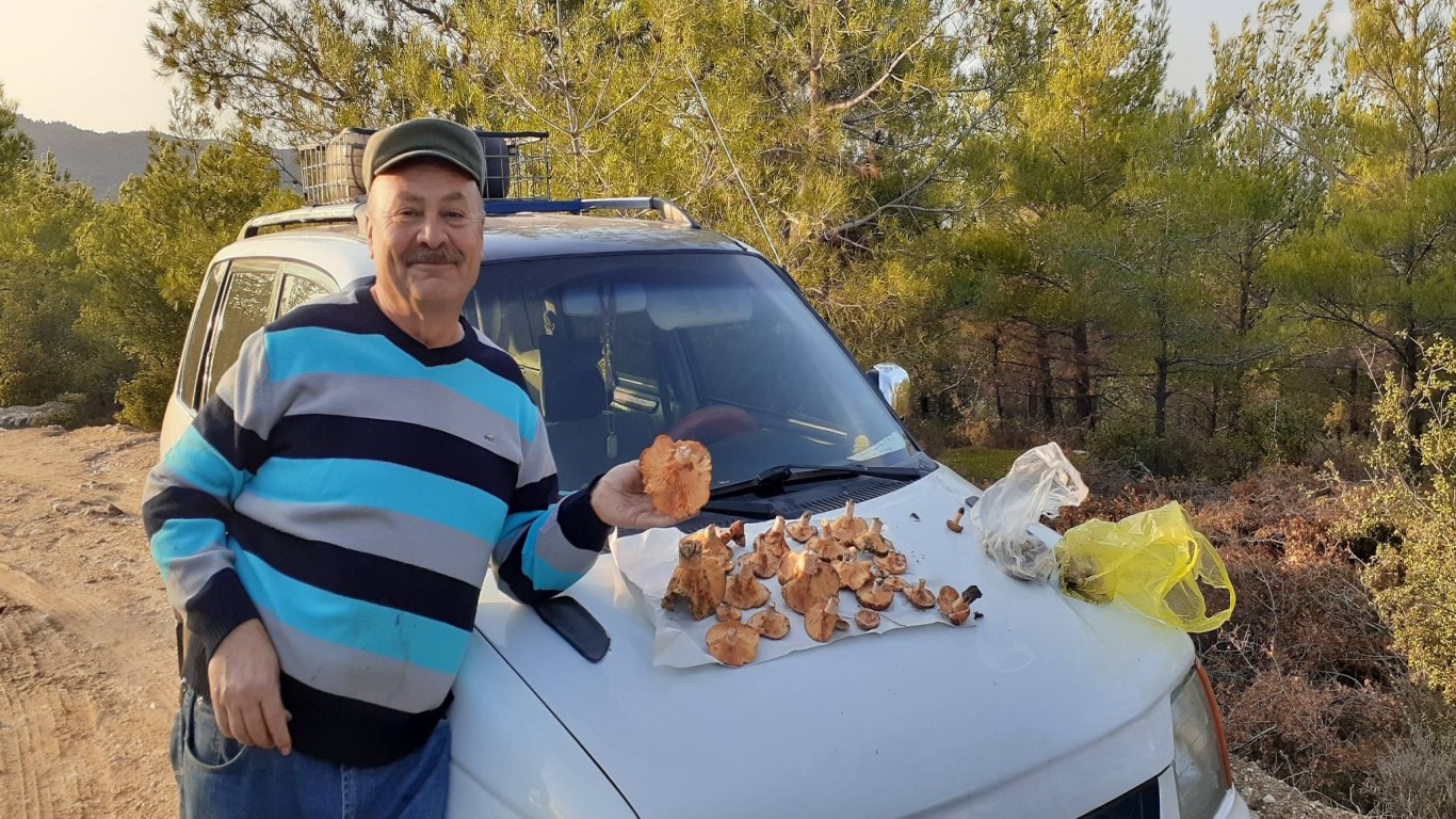 ÇİNE’DE VATANDAŞLAR ÇINTAR TOPLAMAYA BAŞLADI