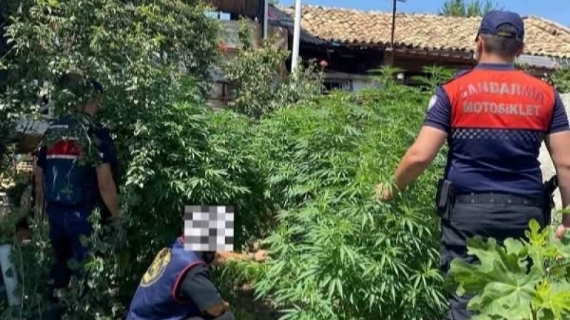 Çine'de 21 kök kenevir ele geçirildi