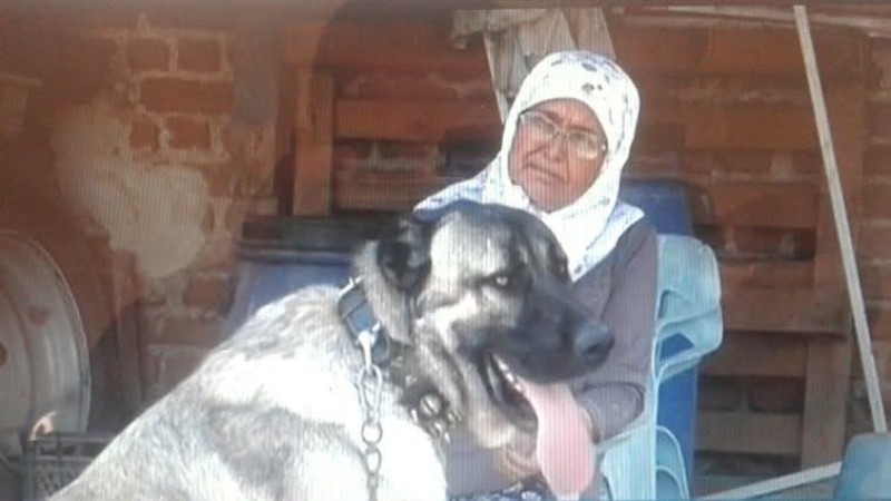 Dünya Türk Çoban Köpeği Kangal'ı Konuşuyor!!! En Güçlüsü O