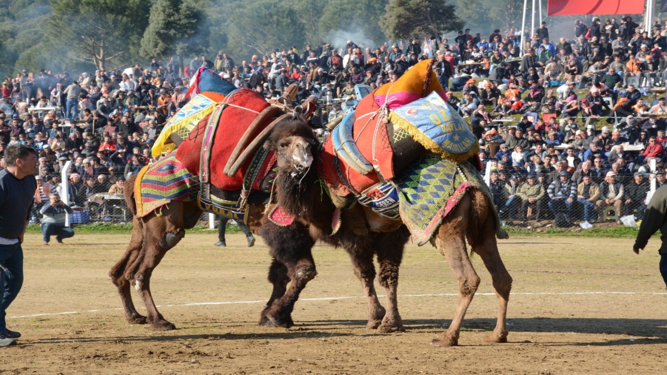 AYDIN'DA DEVE GÜREŞLERİ YAPILACAK