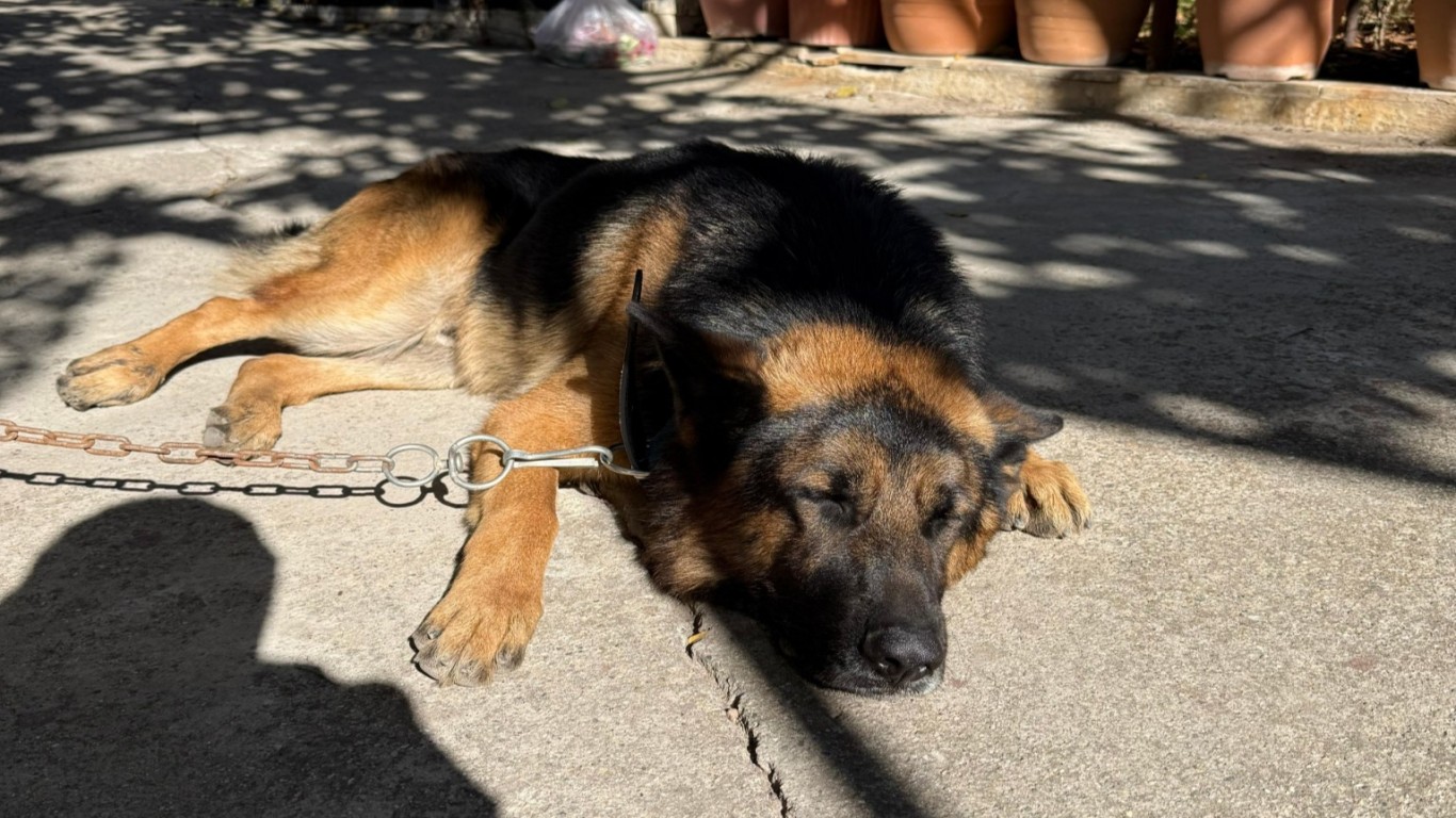 AŞİL'DEN SEVİNDİREN HABER