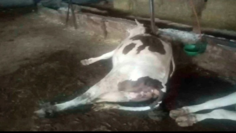 ÇİNE'DE YILDIRIM DEHŞETİ