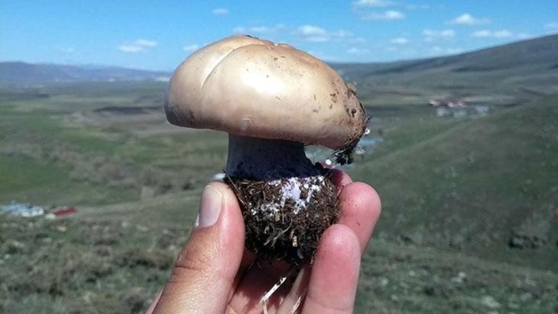 Mantar Hastanelik Etti