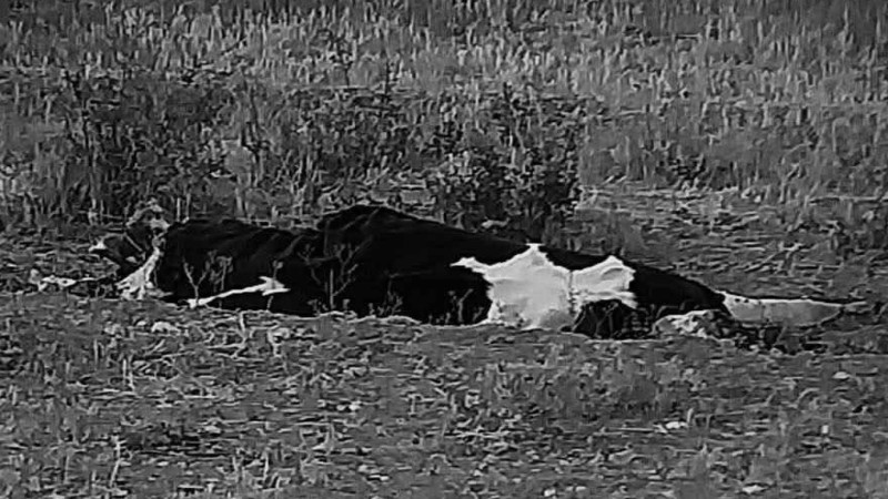 ÇİNE’DE VİCDANLARI SIZLATAN GÖRÜNTÜ: ŞAP SALGINININ ORTASINDA BÜYÜK SORUMSUZLUK!