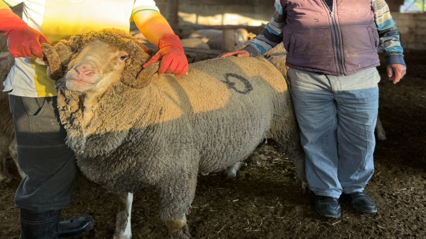Çine’den Türkiye’ye Damızlık Atağı: Karacabey Merinosu Samsun Yolcusu