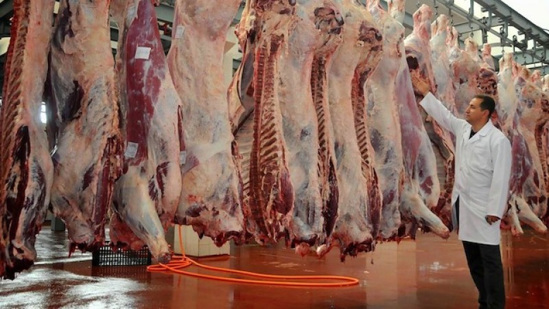 Çine’de Hayvancılığa Çifte Darbe: Şapın Ardından Verem Alarmı!