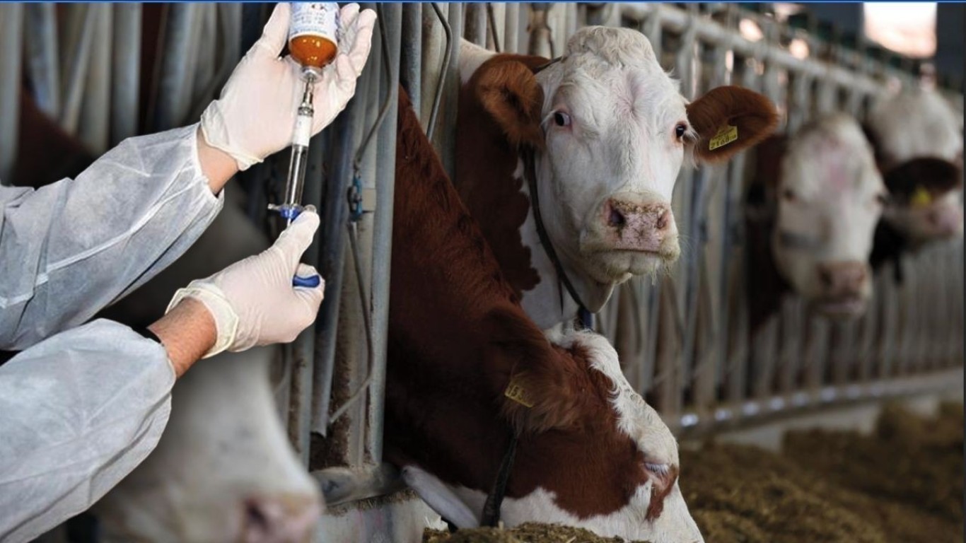 Çine’de Hayvancılığa Şap Engeli Kalktı: 29 Mahallede Karantina Sona Erdi