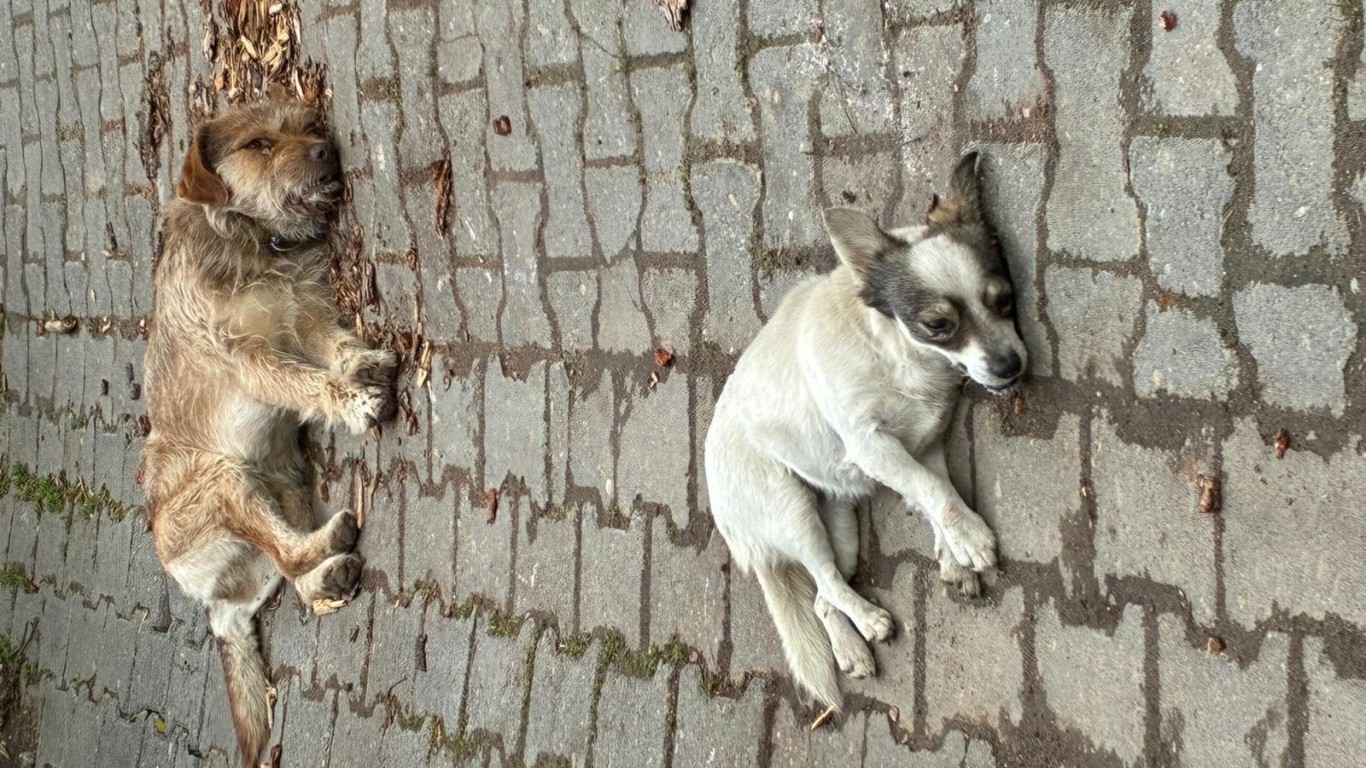 Çine’de Hayvan Katliamı Şüphesi: Sokaklar Sessizliğe Gömüldü!