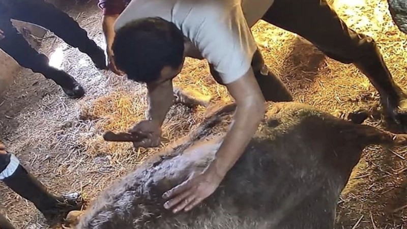 AYDIN'DA VAHŞET: Ekmek Bıçağıyla Sezaryen Girişimi İneği Telef Etti!