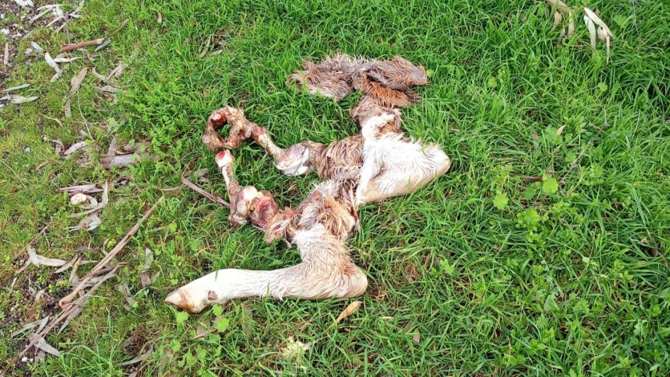 Çine’de Skandal Görüntü: Yol Kenarına Ölü Buzağı Bırakıldı!