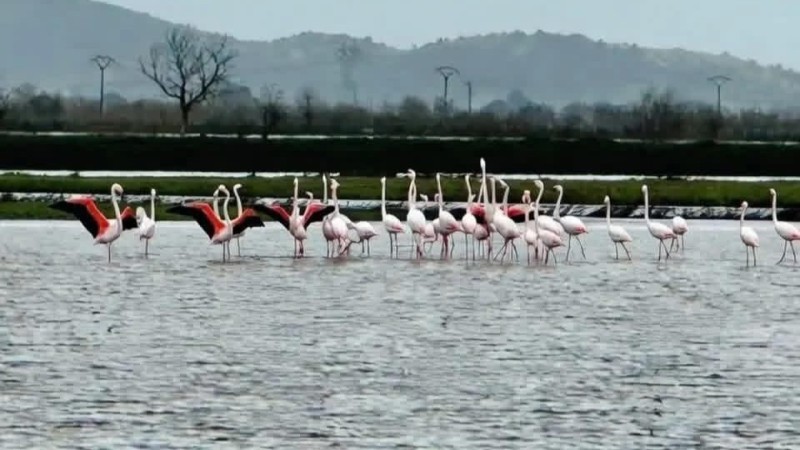 Aydın'da Menderes Taştı, Tarlalar Flamingoların Sofrası Oldu