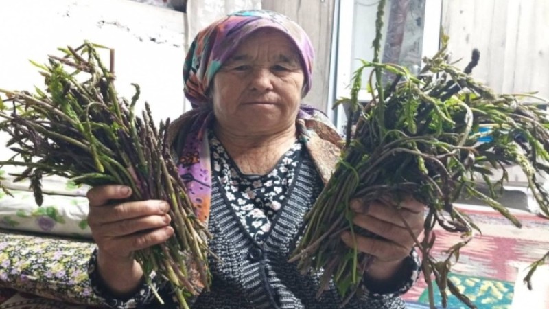 Ege’nin Yeşil Altını Tezgahlarda: Aydın Dağlarında Kedirgen ve Sarmaşık Mesaisi Başladı!