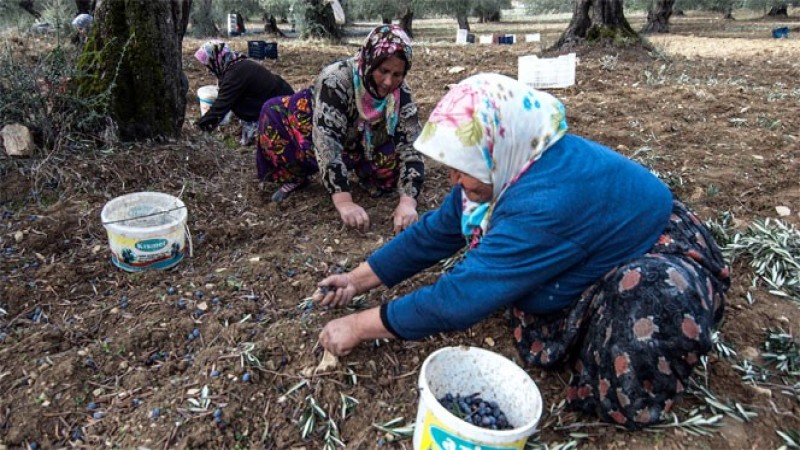Aydın'da tarım işçileri ödeneği Türkiye ortalamasının altında kaldı